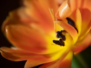 wkl 04 Offene Tulpenblute   Wilhelm Kleinoder